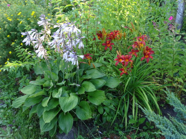 Daylilies in the garden: landscape tricks, combination with other plants, photo