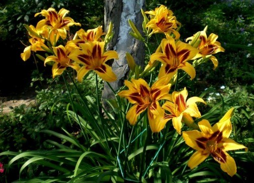 Daylily Bonanza: description, photo, planting and care