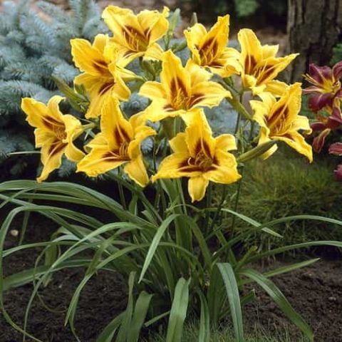 Daylily Bonanza: description, photo, planting and care