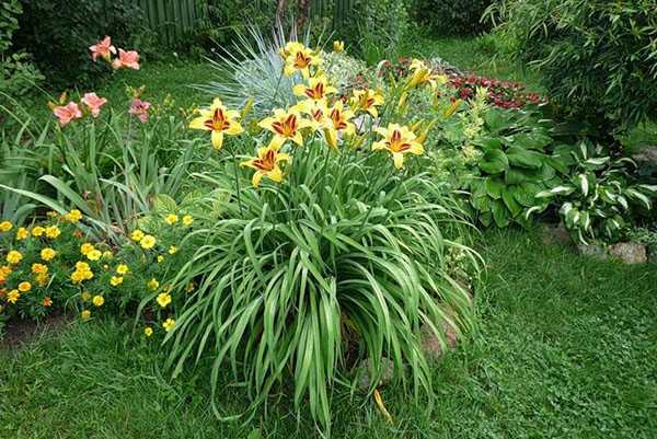 Daylily Bonanza: description, photo, planting and care