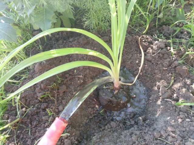 Daylily Bonanza: description, photo, planting and care