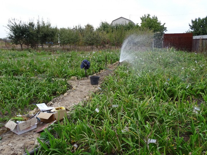 Daylily care in autumn and preparation for winter: whether flowers need to be covered and the best time to prune plants