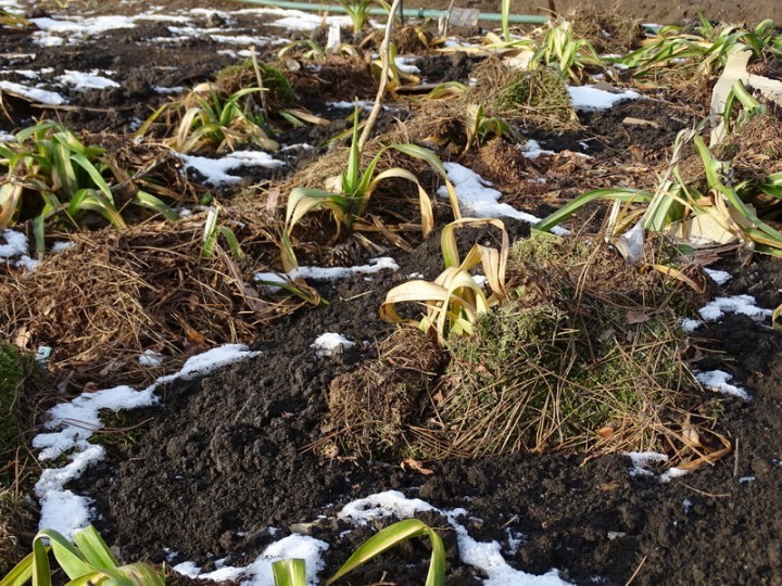 Daylily care in autumn and preparation for winter: whether flowers need to be covered and the best time to prune plants