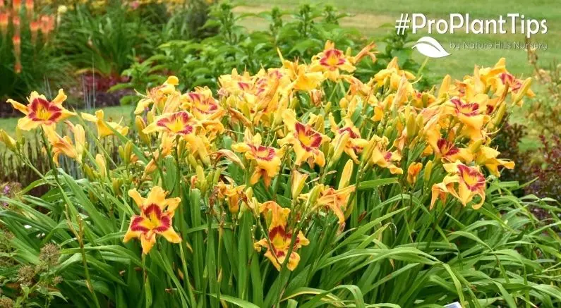 Daylily care in autumn and preparation for winter: whether flowers need to be covered and the best time to prune plants