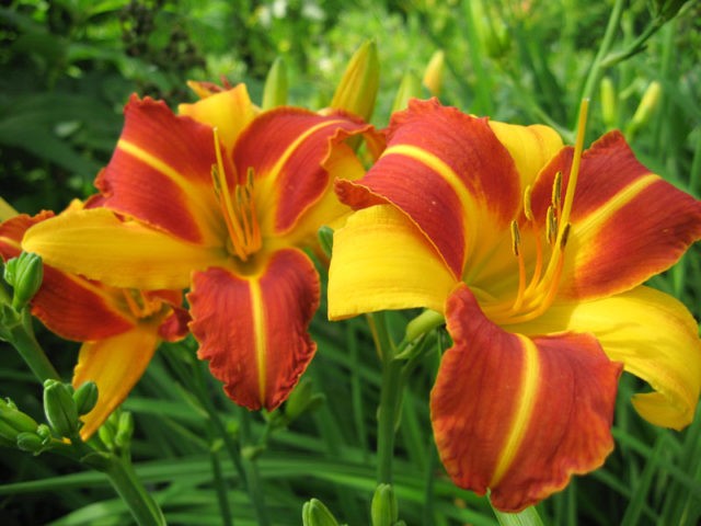 Daylily Frans Hals: description and photos, reviews