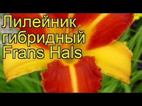 Daylily Frans Hals: description and photos, reviews