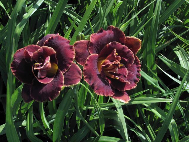 Daylily Night Embers: description and photo, planting and care, video