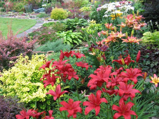 Daylily Night Embers: description and photo, planting and care, video