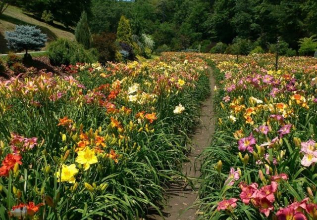 Daylily Night Embers: description and photo, planting and care, video