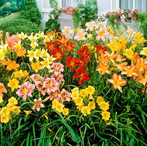 Daylily Night Embers: description and photo, planting and care, video