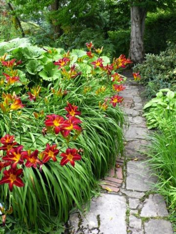 Daylily Night Embers: description and photo, planting and care, video