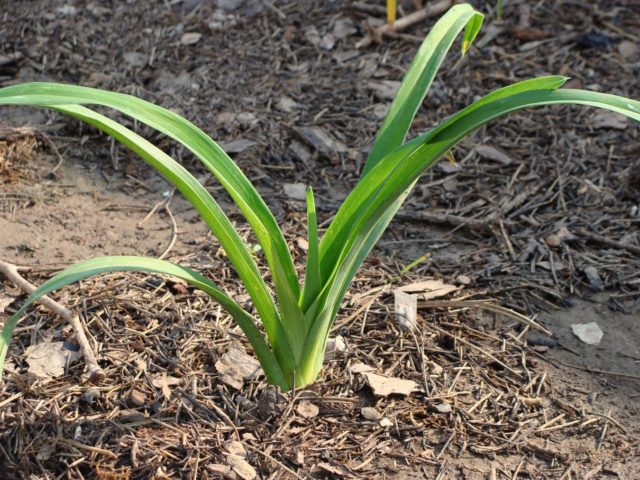 Daylily Night Embers: description and photo, planting and care, video