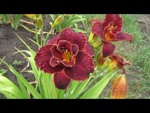 Daylily Night Embers: description and photo, planting and care, video