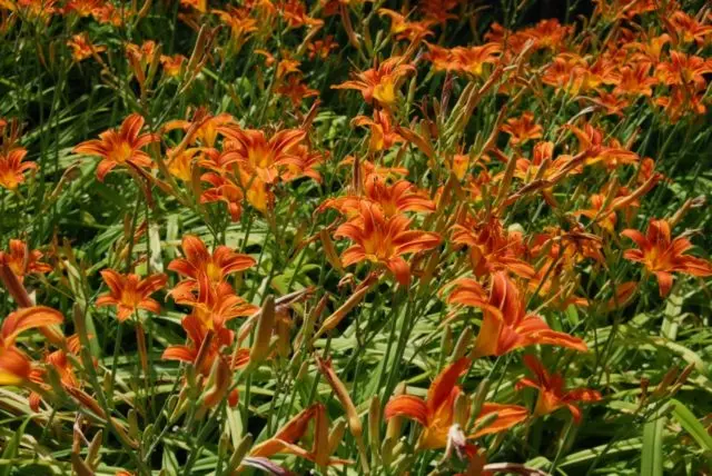 Daylily orange: regular and all varieties of orange