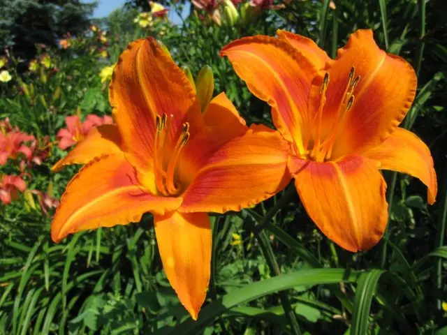 Daylily orange: regular and all varieties of orange