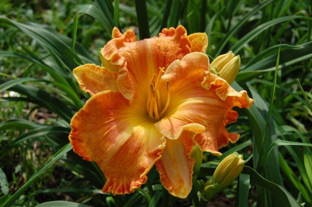 Daylily orange: regular and all varieties of orange