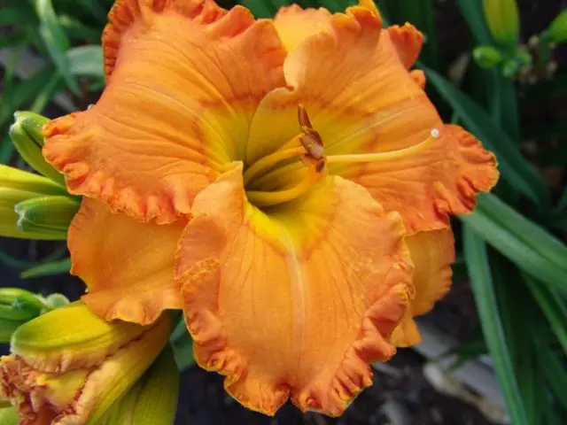 Daylily orange: regular and all varieties of orange