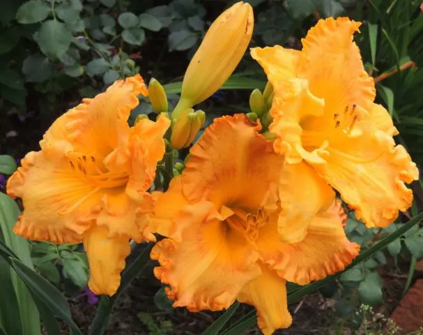 Daylily orange: regular and all varieties of orange