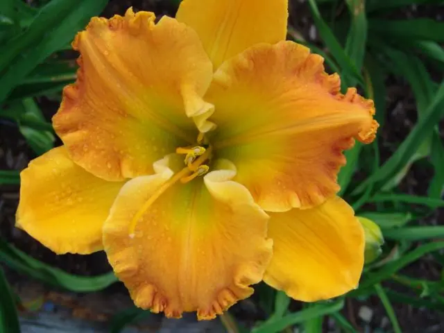 Daylily orange: regular and all varieties of orange