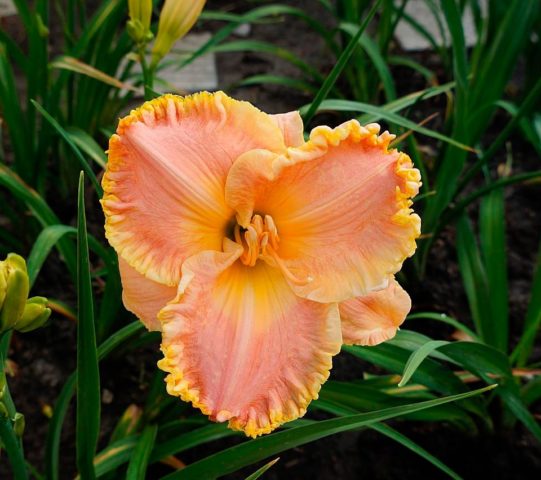 Daylily orange: regular and all varieties of orange