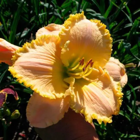 Daylily orange: regular and all varieties of orange