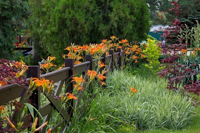 Daylily orange: regular and all varieties of orange