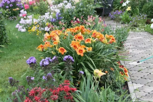 Daylily orange: regular and all varieties of orange