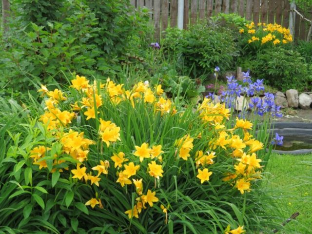 Daylily orange: regular and all varieties of orange