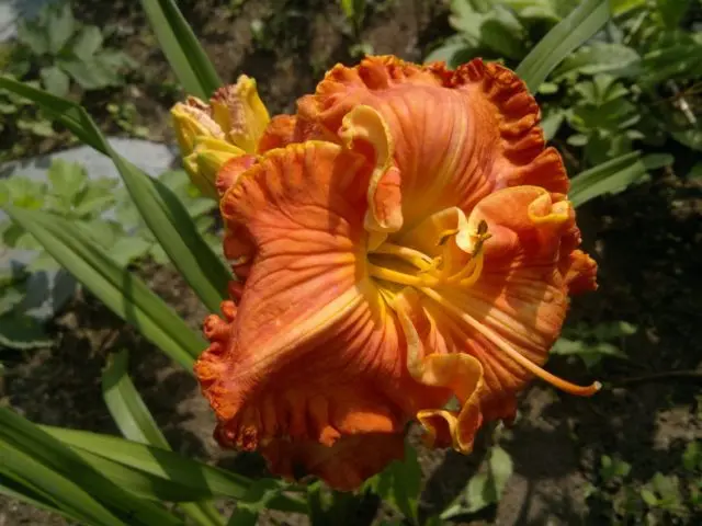 Daylily orange: regular and all varieties of orange