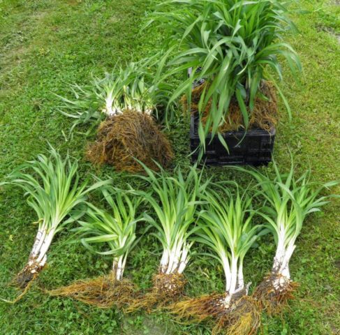 Daylily orange: regular and all varieties of orange