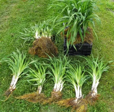 Daylily orange: regular and all varieties of orange