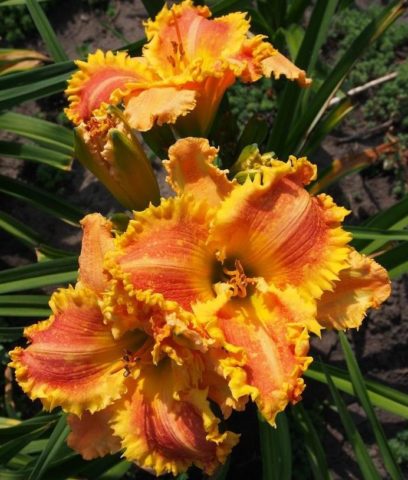 Daylily orange: regular and all varieties of orange