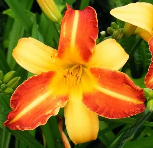 Daylily orange: regular and all varieties of orange