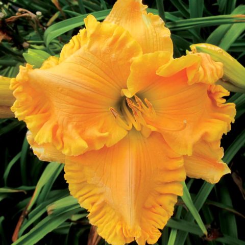 Daylily orange: regular and all varieties of orange