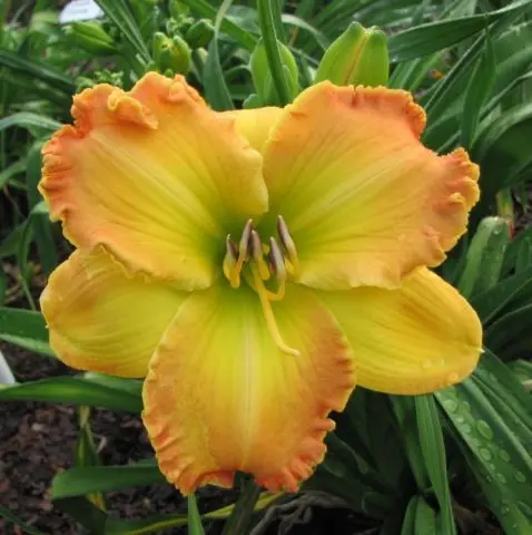 Daylily orange: regular and all varieties of orange