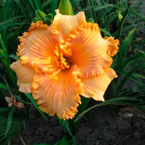 Daylily orange: regular and all varieties of orange