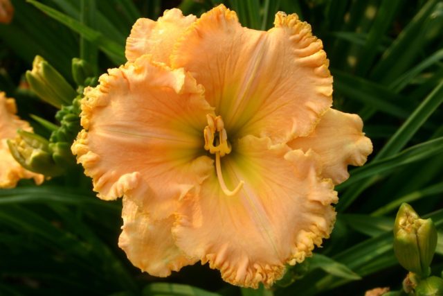 Daylily orange: regular and all varieties of orange