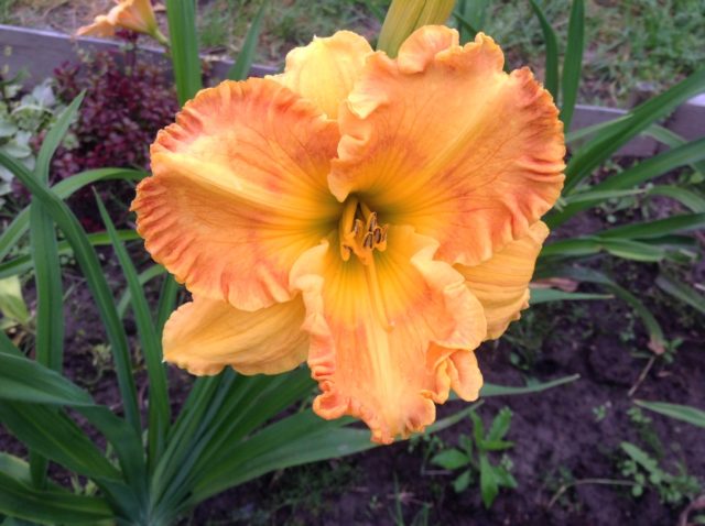 Daylily orange: regular and all varieties of orange