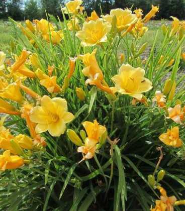 Daylily Stella de Oro: description and photo, planting, care, reviews