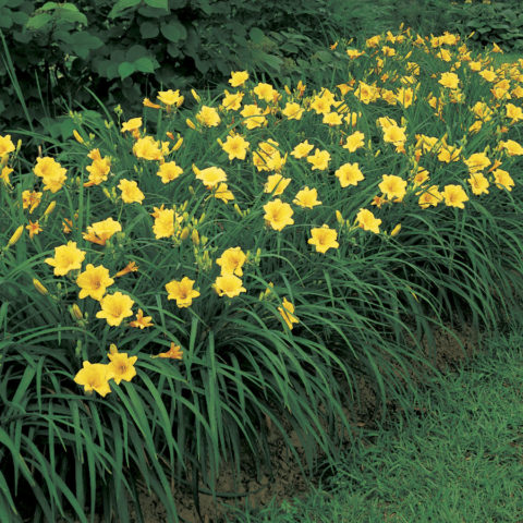 Daylily Stella de Oro: description and photo, planting, care, reviews