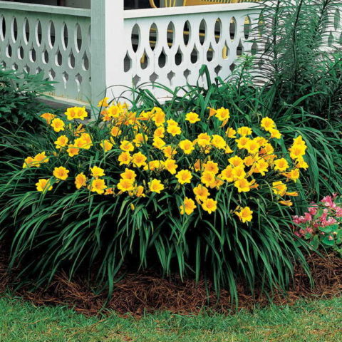 Daylily Stella de Oro: description and photo, planting, care, reviews