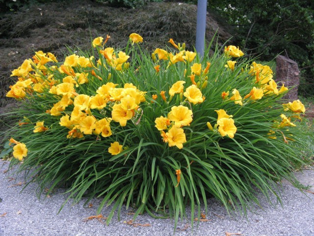 Daylily Stella de Oro: description and photo, planting, care, reviews