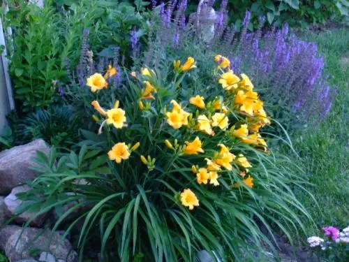 Daylily Stella de Oro: description and photo, planting, care, reviews