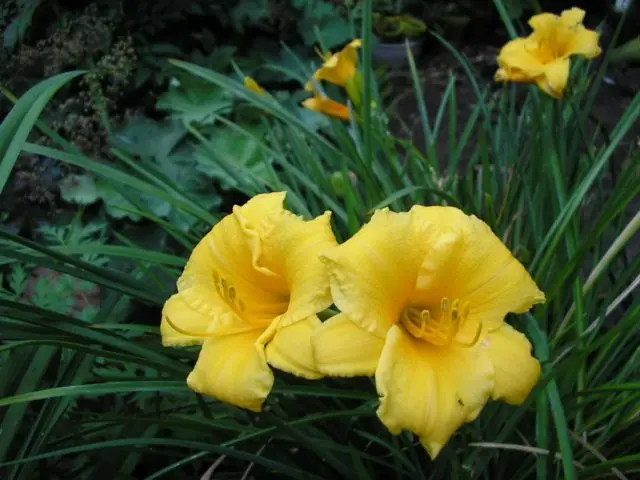 Daylily Stella de Oro: description and photo, planting, care, reviews