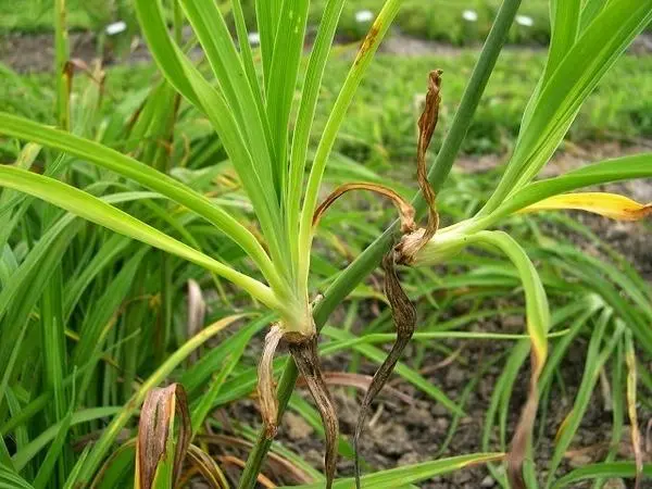 Daylily Stella de Oro: description and photo, planting, care, reviews