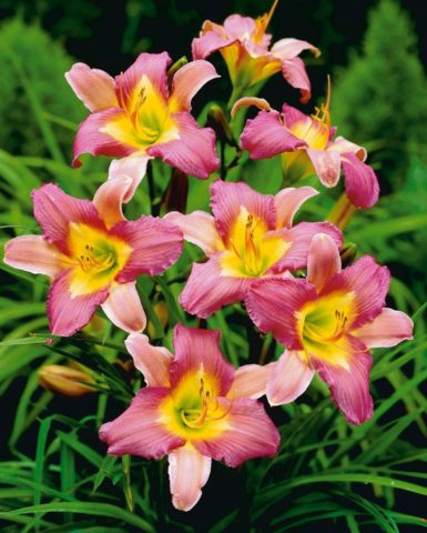 Daylily: what to feed in spring, summer and autumn