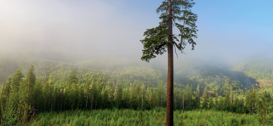 Deadly threats lurking in the forest and in the meadow