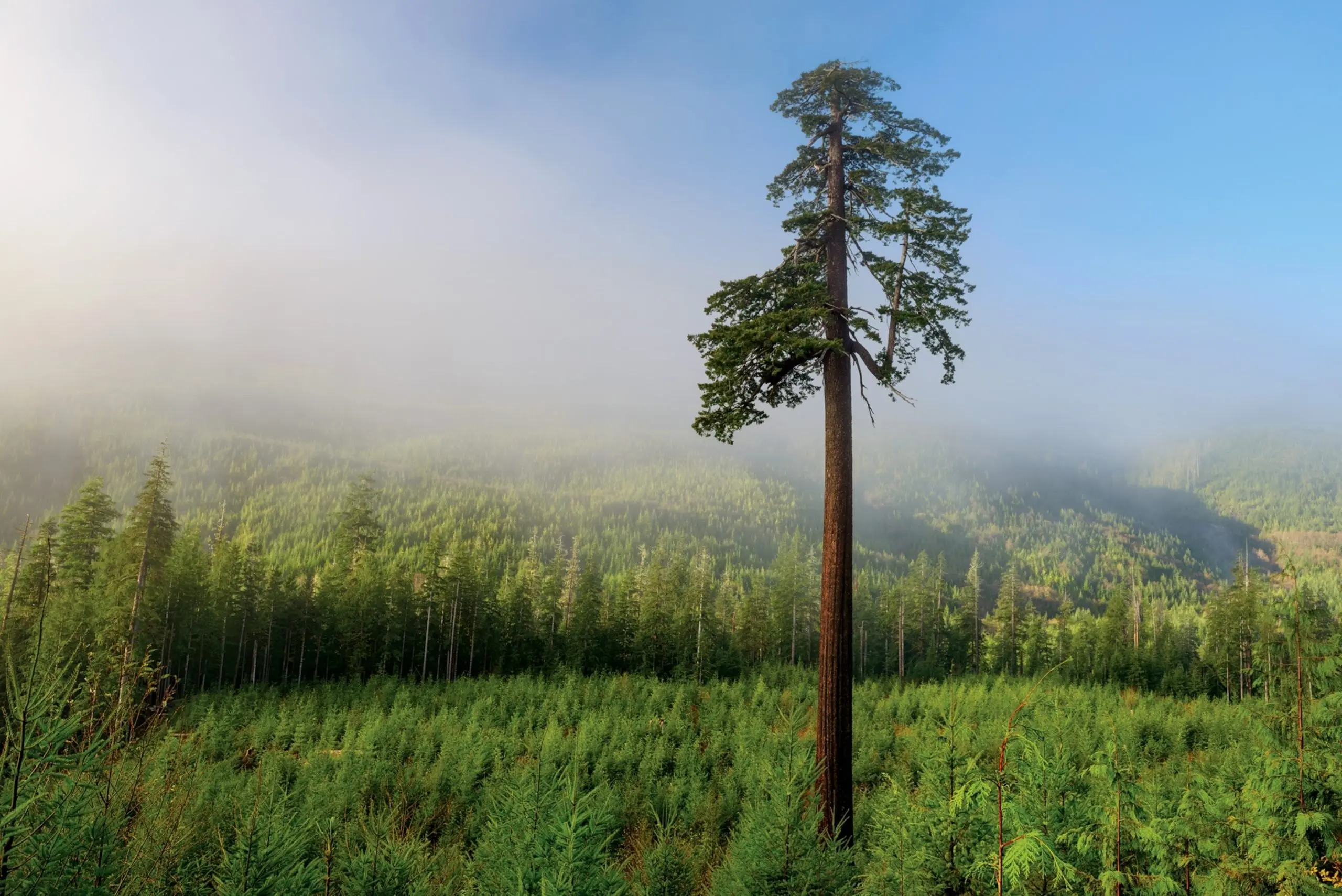 Deadly threats lurking in the forest and in the meadow