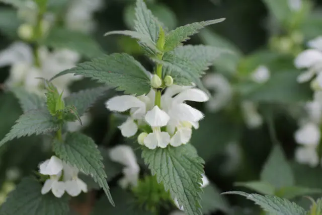 Deaf nettle (white yasnotka): medicinal properties and contraindications