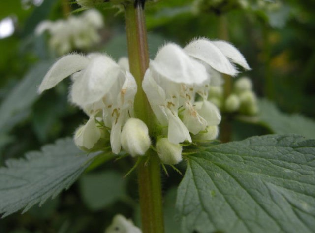 Deaf nettle (white yasnotka): medicinal properties and contraindications